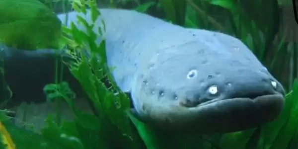 eel fish in telugu