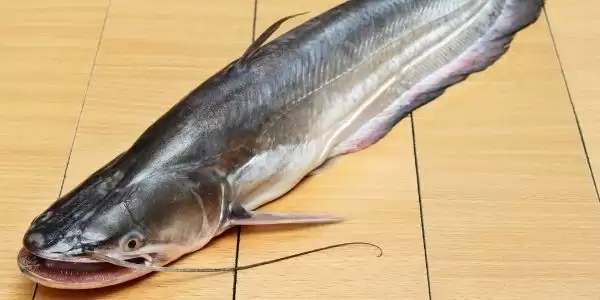valuga fish