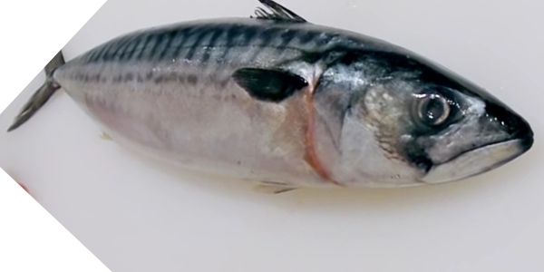 seer fish in telugu