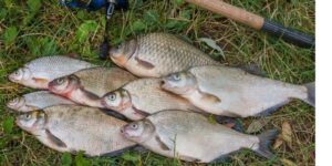 basa fish in telugu