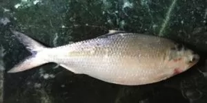 sea fish names in telugu