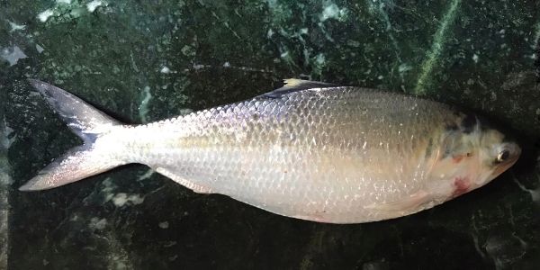 hilsa fish in telugu