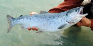 indian salmon fish in telugu