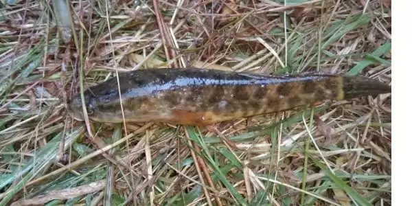 Murrel fish in telugu