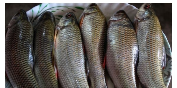 Rohu fish in telugu