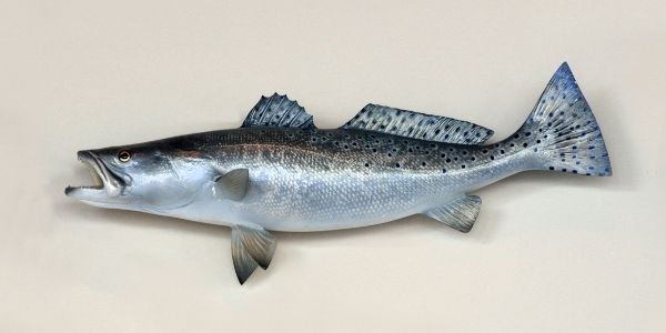 salmon fish in telugu