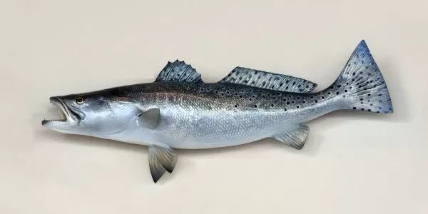 salmon fish in telugu