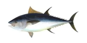 tuna fish in telugu images