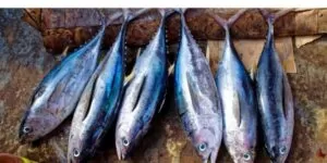 tuna fish in telugu images