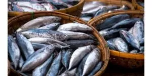 Tuna fish meaning in telugu