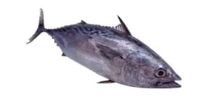 Tuna fish meaning in telugu
