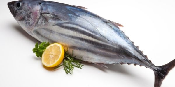 tuna fish in telugu