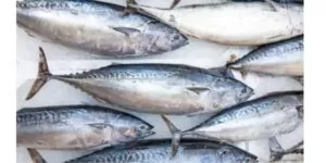 Tuna fish in telugu meaning
