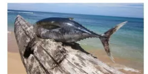 tuna fish in telugu
