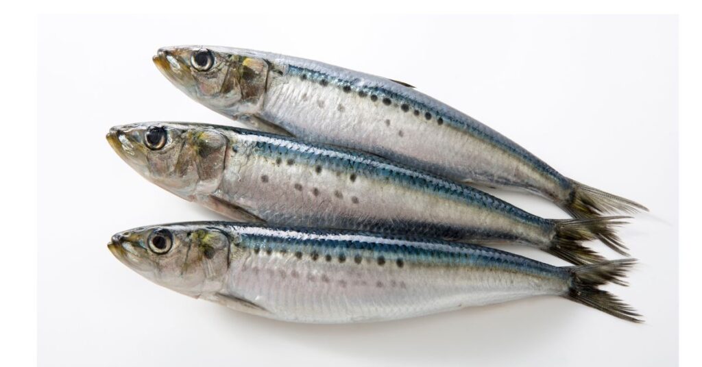 sardine fish in telugu