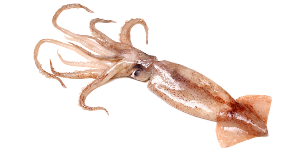 squid fish