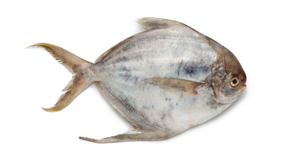pomfret fish in Telugu