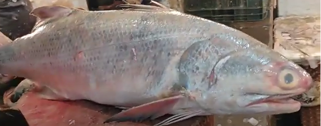 Rawas fish in English/Telugu/Hindi - Telugu Fish