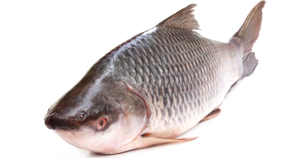 Catla fish in telugu