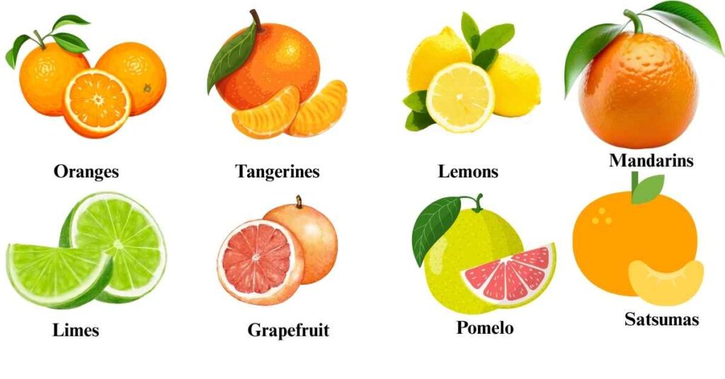 The Health Benefits of Citrus Fruits You Need to Know