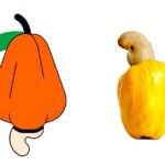 Marañon Fruit: Health Benefits, Nutritional Value, and Uses