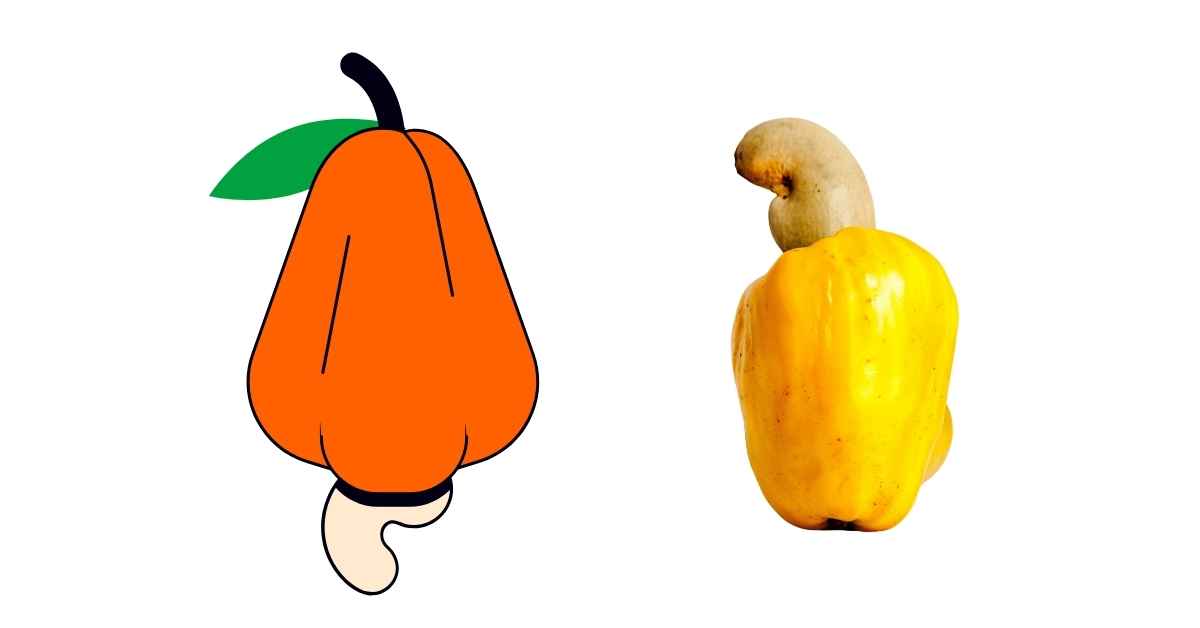 Marañon Fruit: Health Benefits, Nutritional Value, and Uses